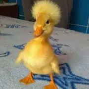 ゆんの画像