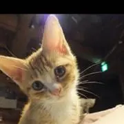 VIVIの画像