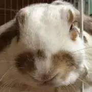 うさまにあの画像