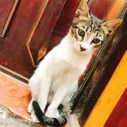 ゆいかの画像