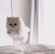 しおんの画像