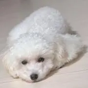 サクラの画像