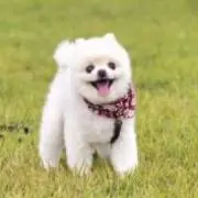 Yピー