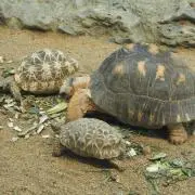 のこっち