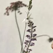 Lai-Lai...の画像