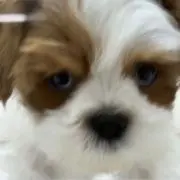 ちょこの画像