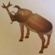 Y