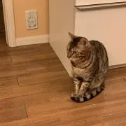 小林イトーの画像