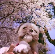 rukaの画像
