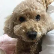 あんの画像