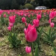 rmmmの画像