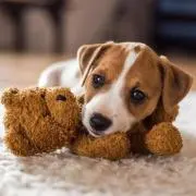 CHIBI THE DOGの画像