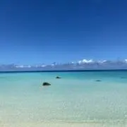 まめこの画像