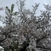 うさ(Ｕ。・×・。Ｕ)うさ