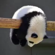 _Meg_の画像