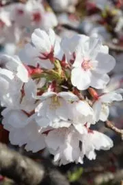 sumikko・-・の画像