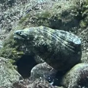 ひろの画像