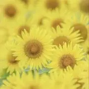 Chiの画像