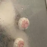 pomuの画像