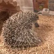 おーつ