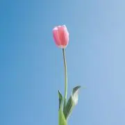 tulip☆プロフィール必読⭐︎の画像