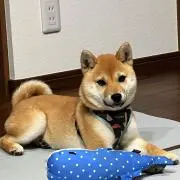 Ⓜ︎ちゃそ