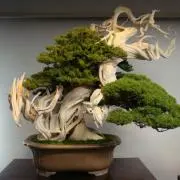 リュウシの画像