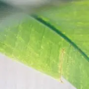 りゅうの画像