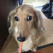 スミス
