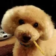 ニコラシュカの画像