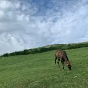 Yの画像