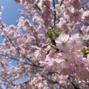 こころの画像