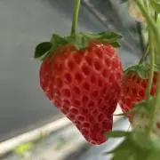 なつの画像
