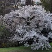 はるの画像