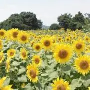 ひまわり