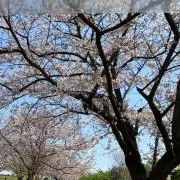 ぴーちゃん