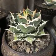 アルムの画像