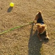 みいちゃんの画像