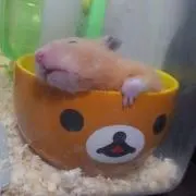 ちびーにょ
