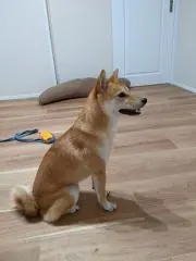 紅茶好き