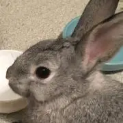 のむの画像