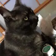 mimiの画像