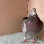 コムギ