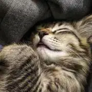 にゃん太郎の画像