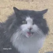 スヌーピーの画像