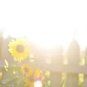 ひまわりの画像