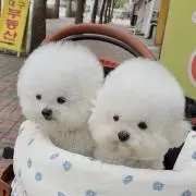 aの画像