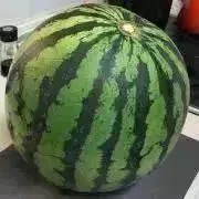 カルの画像