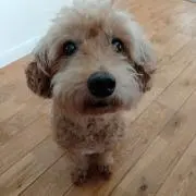 ぺのこの画像