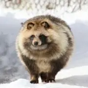 タヌキの父ちゃん